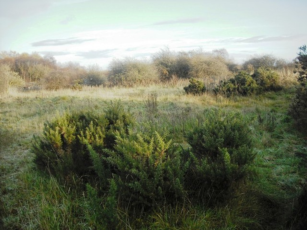 Dliqtmechyo Shrublands